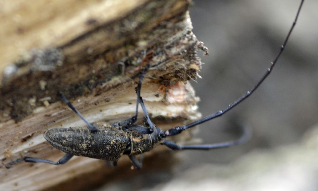 Monochamus sartor e M. galloprovincialis